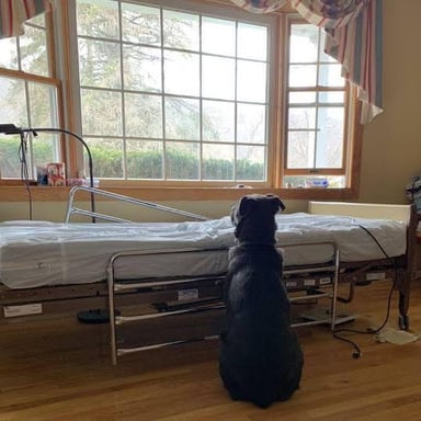 A dog remains in place beside its owner.