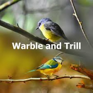 A songbird calling with a rapid, warbling series of notes.