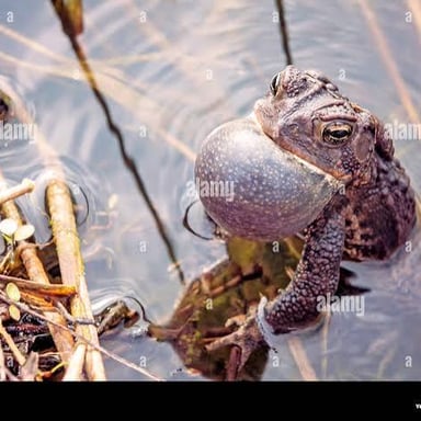 A frog beside a pond, illustrating its croaking sound