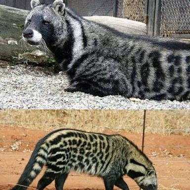 African civet with a spotted coat in its natural habitat