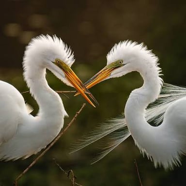A white egret displaying its long ornamental feathers