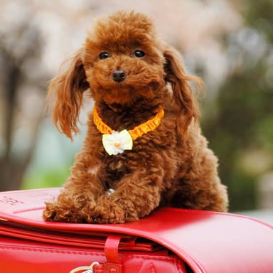 Small toy-breed dogs shown together.