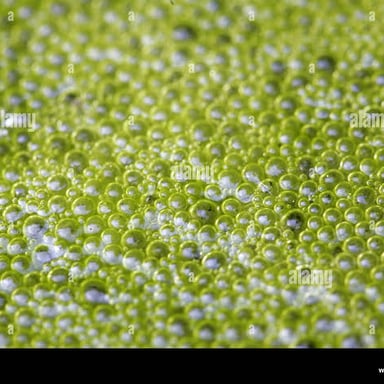 Green algae-like growth floating in pond water