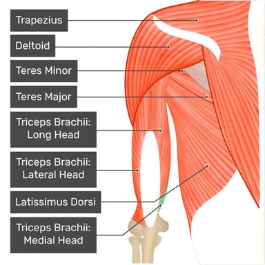 An anatomical illustration showing the triceps muscle on the back of the upper arm.
