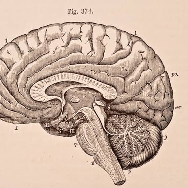 An anatomical illustration of the human brain.