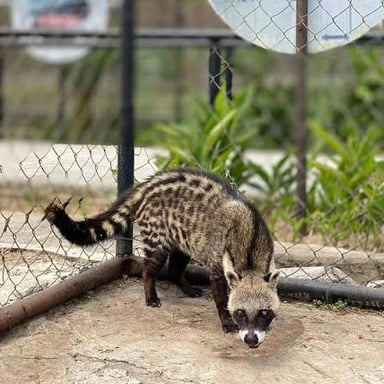 African civet showing the erectile mane along its back