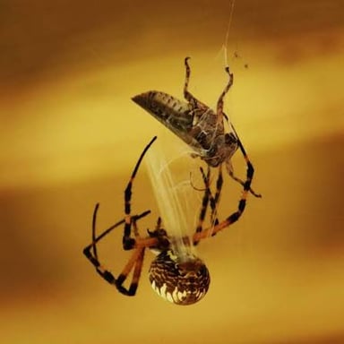 A spider on a silk web, illustrating how some spiders build webs to catch prey.