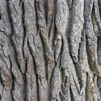A close-up view of rough bark on an oak tree
