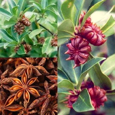 Anise plant and anise seeds with a licorice-like flavor