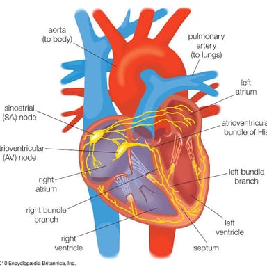 A diagram with one main idea at its center.