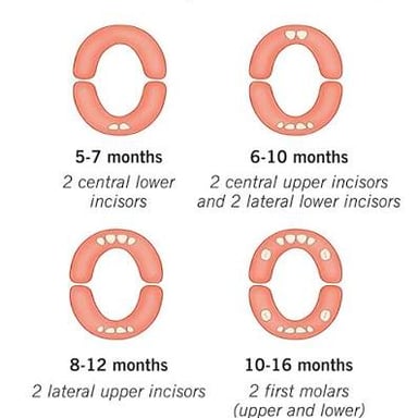 A close view illustrating the first teeth emerging during a baby's teething stage.