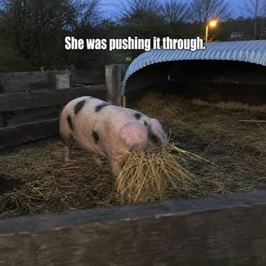 Pigs leaving a fenced farm pen