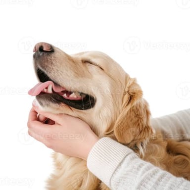A person stroking a dog’s fur.
