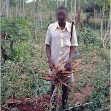 Cassava plants and their long, starchy underground roots.