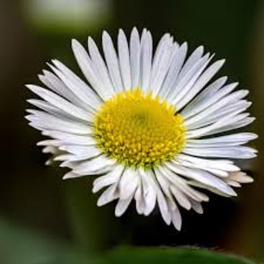 A fleabane plant bearing small daisy-like flowers.