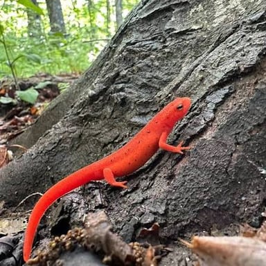 A reddish-orange juvenile eastern newt, known as a red eft, on land.