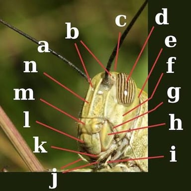 Close-up of an insect’s head with its two antennae visible.