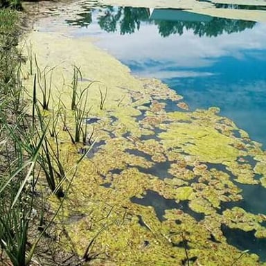 Green algae floating on the surface of a pond