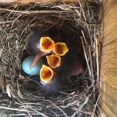 A nest holding eggs and young birds, illustrating a brood.
