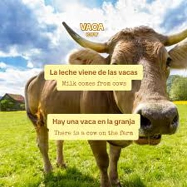 A cow in a pasture, the animal called vaca in Spanish.