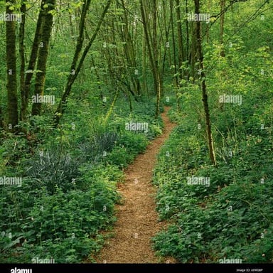 A narrow trail winding through a wooded area.
