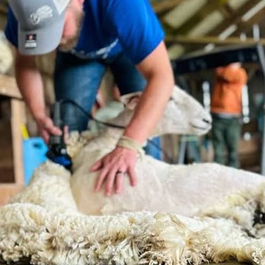 A sheep being shorn, showing the literal fleece behind the word.