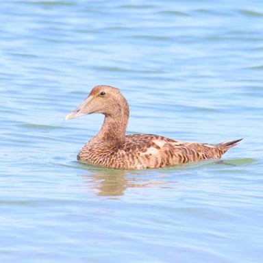 An eider duck swimming in coastal water, the bird whose soft down is used for insulation.