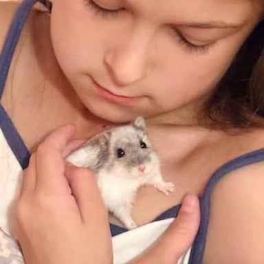 A domesticated animal calmly near a person.