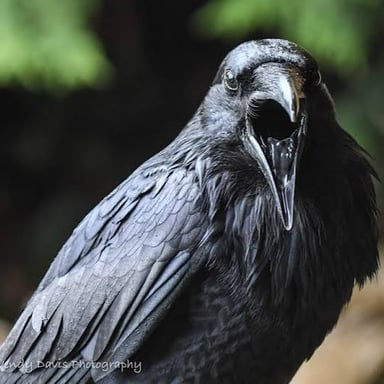 A crow calling, with its beak open.