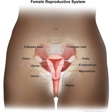 A medical illustration labels the ovaries on either side of the uterus.