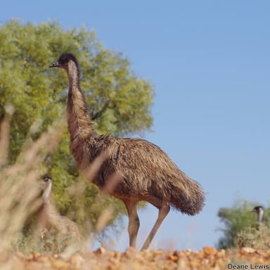 An emu standing in a grassy landscape.