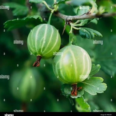A close-up of fresh green gooseberries.