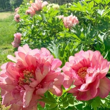 A pink peony in bloom, with large layered petals.