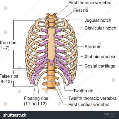 An anatomical illustration of the human rib cage.