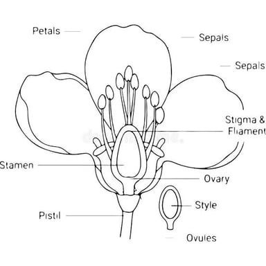 A flower diagram highlighting the pistil and its stigma, style, and ovary.