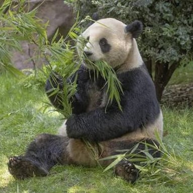 A giant panda eating bamboo