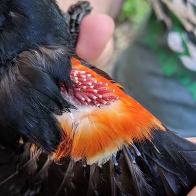 A bird with feathers in the process of being shed and replaced.