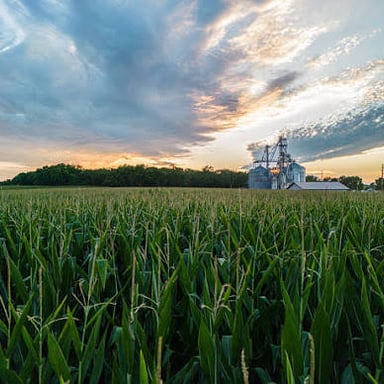 A cornfield in Iowa
