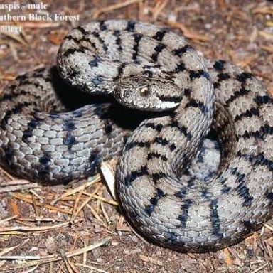 A European viper resting on the ground.