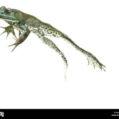 A frog captured mid-hop
