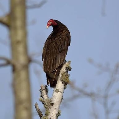 Turkey vulture with a red featherless head perched on a branch