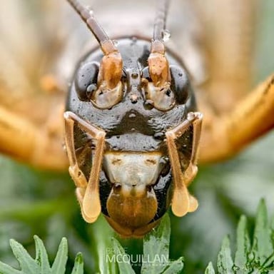 A wētā, a large cricket-like insect native to New Zealand.