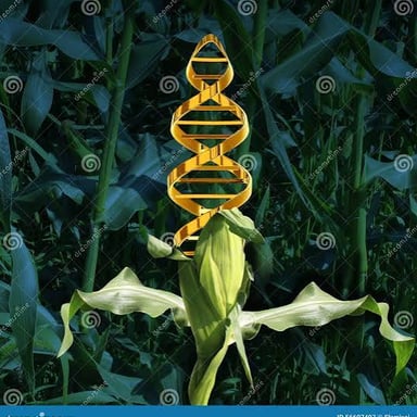 A crop plant illustrating a genetically modified organism.