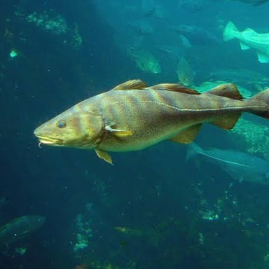 A cod swimming underwater in cold North Atlantic waters.