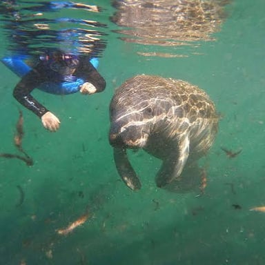 A manatee swimming in shallow coastal water