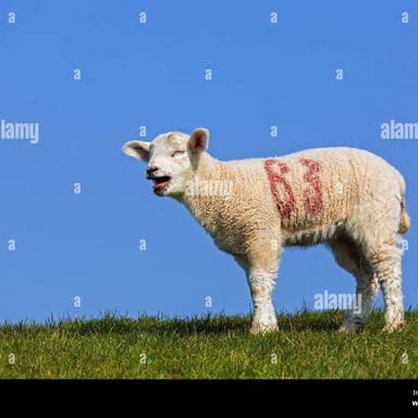 A sheep with its mouth open as it bleats