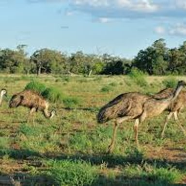 An emu standing among vegetation in Australian bushland