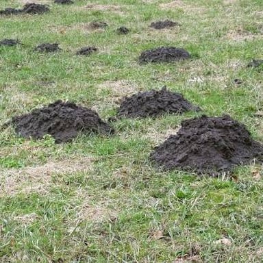 A small mound of loose soil raised on a green lawn.