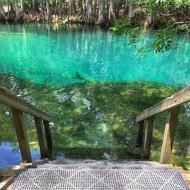 A manatee swims through clear water among aquatic plants.