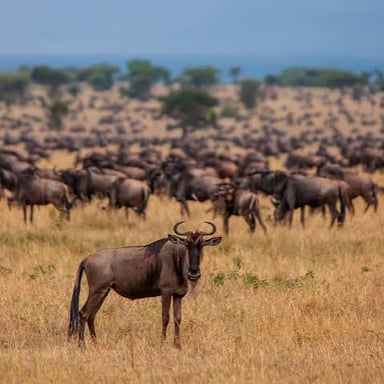 A herd of blue wildebeest moving across open East African grassland.
